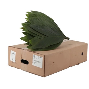 COCOS MEDIUM AZTECA