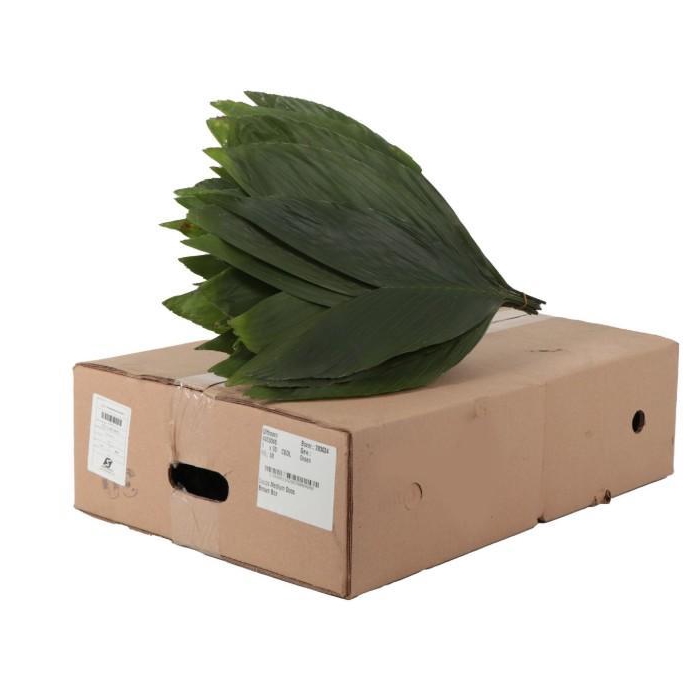 <h4>COCOS MEDIUM (BOX)</h4>