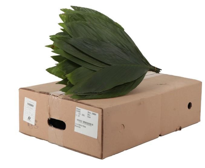 COCOS MEDIUM (BOX)