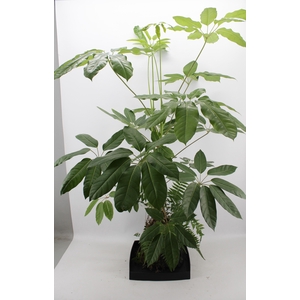 Lova XXL - Schefflera Amate