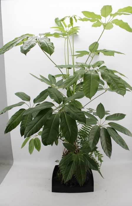 <h4>Lova XXL - Schefflera Amate</h4>
