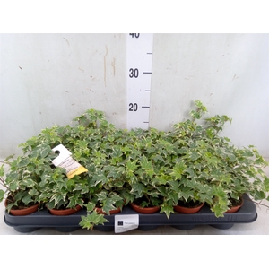 Hedera helix 'Eva'