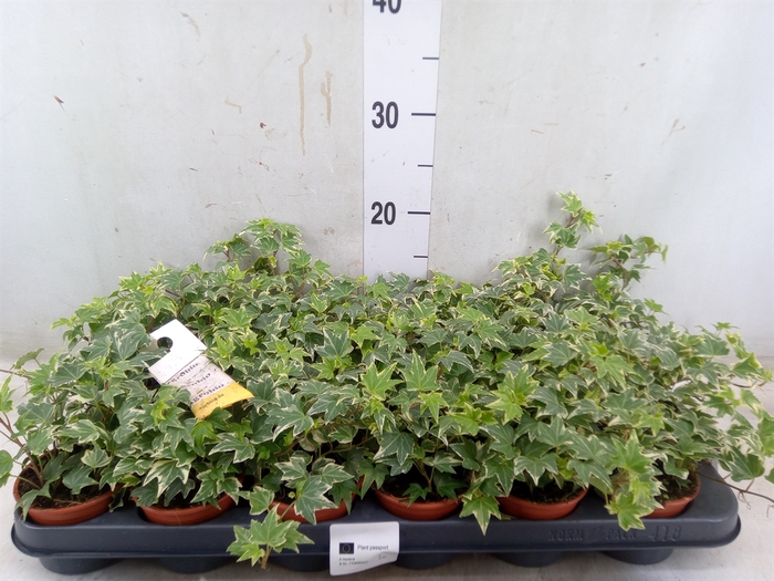<h4>Hedera helix 'Eva'</h4>