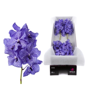 Vanda  'Kanchana Delft Blue'