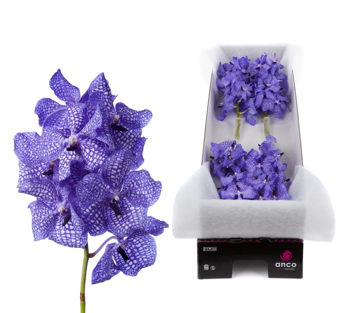 <h4>Vanda  'Kanchana Delft Blue'</h4>