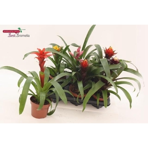 BROMELIA GEM