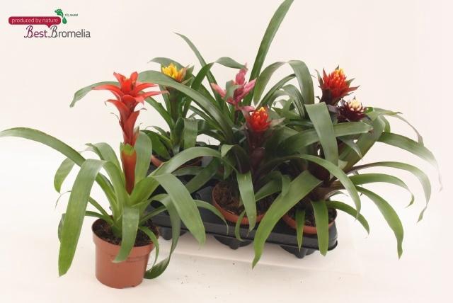<h4>BROMELIA GEM</h4>