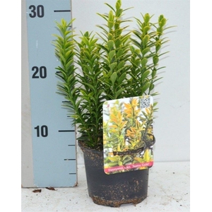 Euonymus Japonicus 'Microphyllus Aureovariegatus'