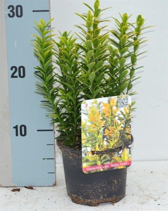 <h4>Euonymus Japonicus 'Microphyllus Aureovariegatus'</h4>