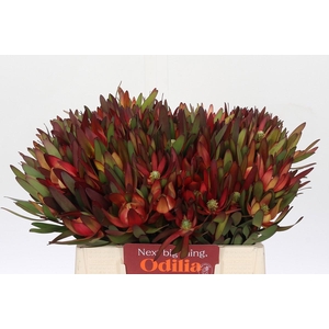 Leucadendron Saf Sunset Dark R.