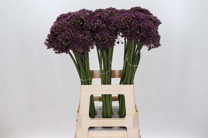 <h4>Allium Miami</h4>