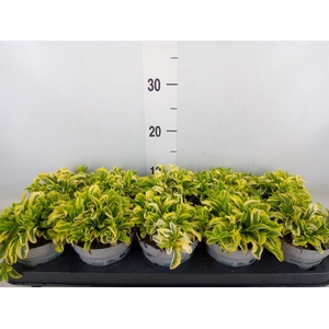 Arabis ferdinandi-cob. 'Old Gold'