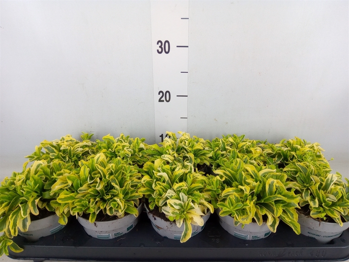 <h4>Arabis ferdinandi-cob. 'Old Gold'</h4>