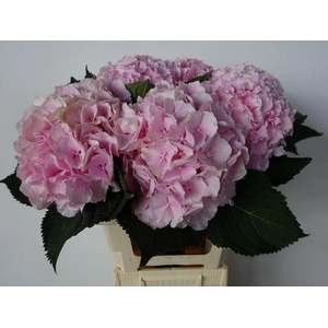 Hydrangea verena