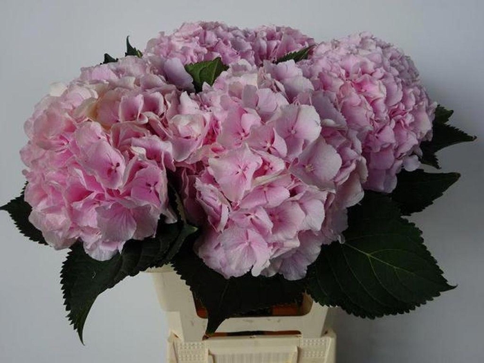 <h4>Hydrangea verena</h4>