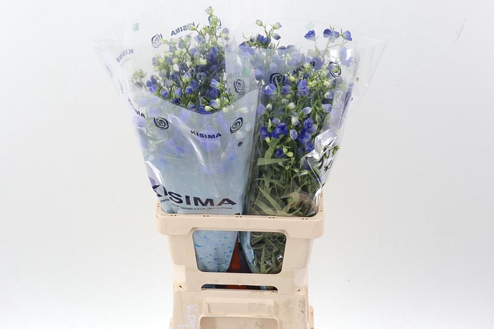 <h4>Delph En Sunshine</h4>