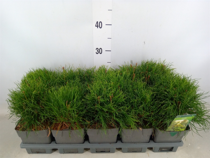 <h4>Conifers   ...</h4>