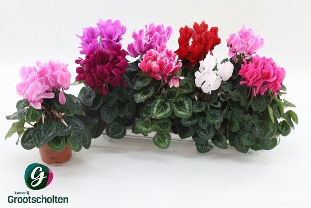 <h4>CYCL MD SUP MACRO</h4>