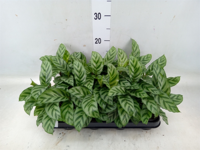 <h4>Calathea  'Freddie'</h4>