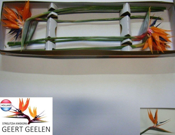 <h4>STREL REGINAE BLOEM</h4>