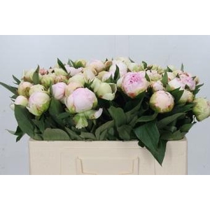 Paeonia Florence Nicholls