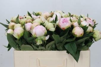 <h4>Paeonia Florence Nicholls</h4>