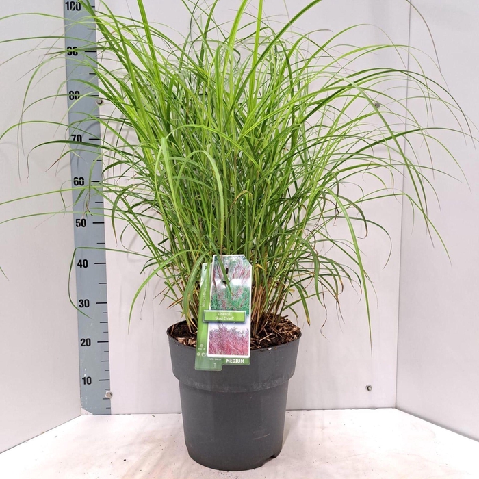 <h4>Miscanthus Red Chief</h4>