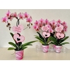 arr8 Phal Ov Roze