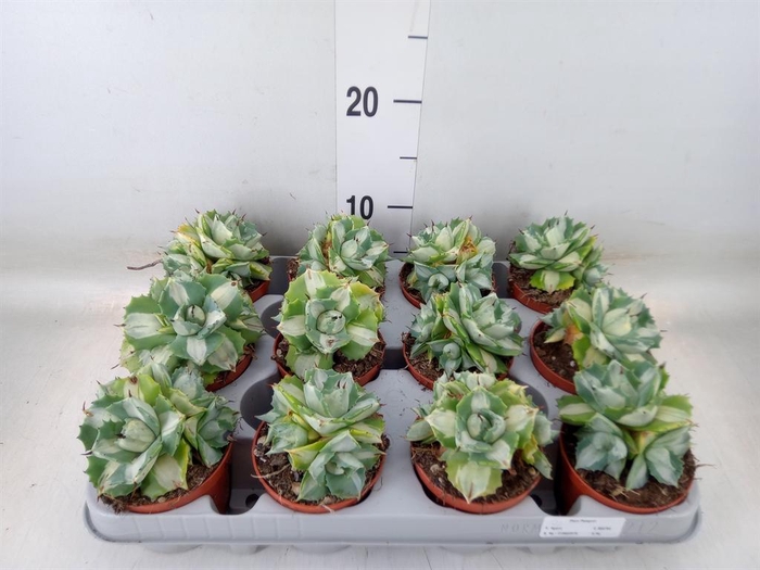 <h4>Agave   ...</h4>