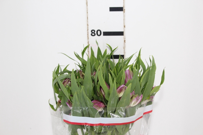 <h4>ALSTROEMERIA FLORENTINA 080 CM</h4>
