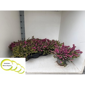 ERIC DA KRAMERS ROTE