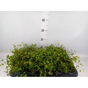 Muehlenbeckia com. 'Mao'ri'