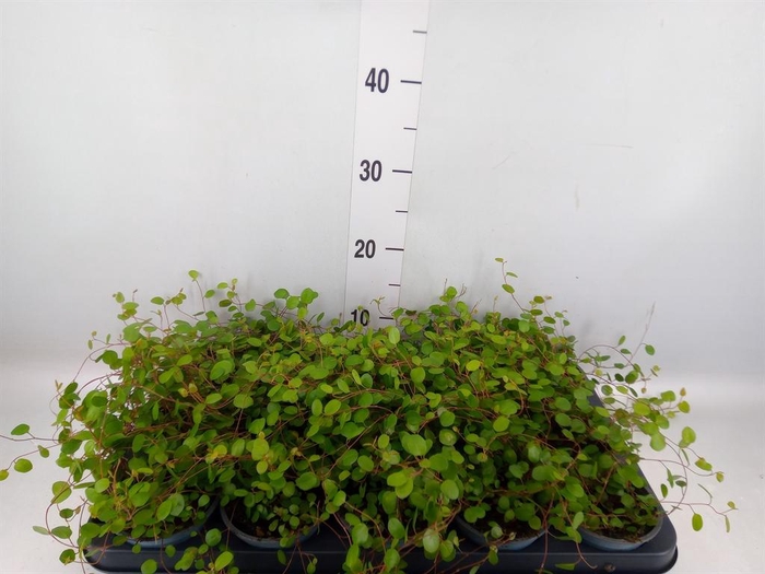 <h4>Muehlenbeckia com. 'Mao'ri'</h4>