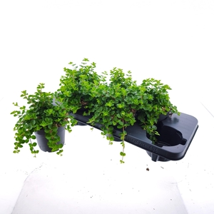 PEP ROTUNDIFOLIA