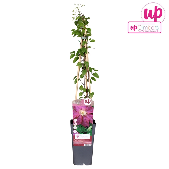 <h4>Clematis jackmanii Ernest Markham</h4>