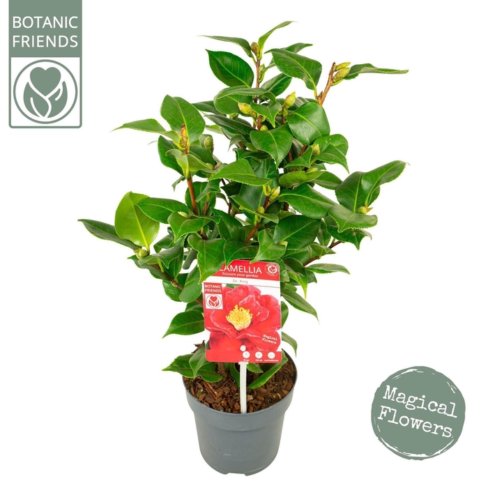 <h4>Camellia japonica</h4>