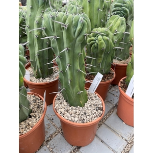 CACTUS OV