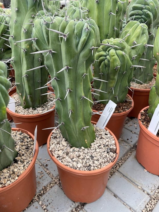 <h4>CACTUS OV</h4>