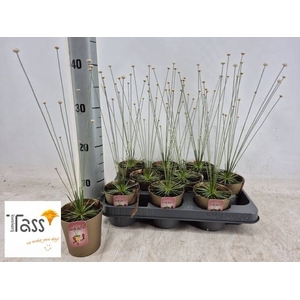 SYNGONANTHUS MIKADO
