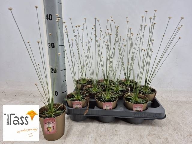 SYNGONANTHUS MIKADO