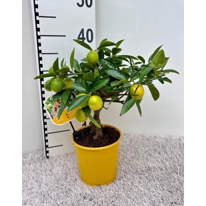 Citrus eustis Limonella medi-stem