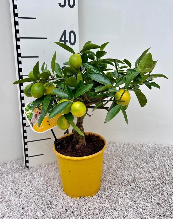 <h4>Citrus eustis Limonella medi-stem</h4>