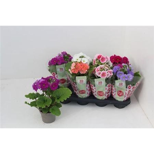 Prim Ob Sweetk A Gem