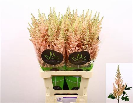 <h4>Astilbe C Vi Inferno</h4>