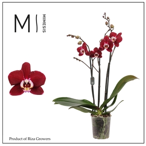 Phalaenopsis Magdalena 3 spike - 12cm | Mimesis