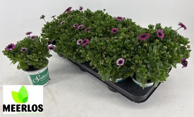 <h4>Osteo Sunny Mary</h4>