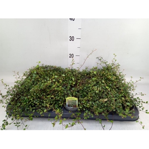 Muehlenbeckia com. 'Mao'ri'