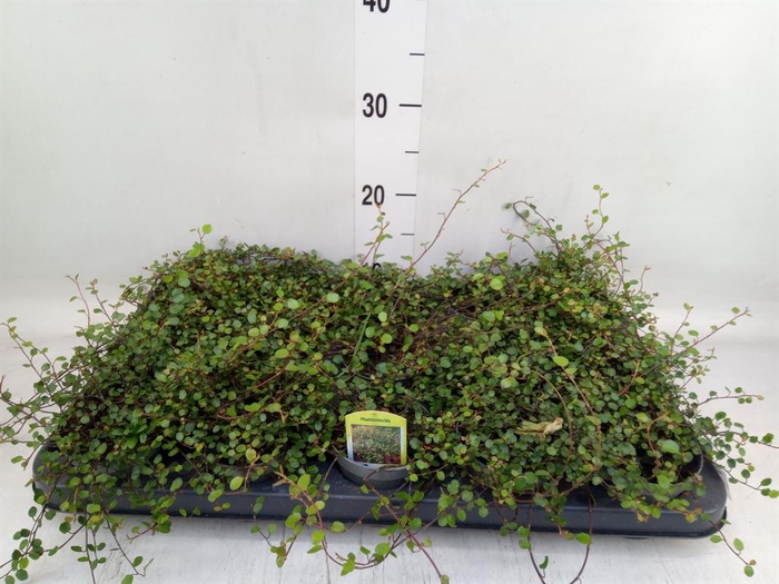 <h4>Muehlenbeckia com. 'Mao'ri'</h4>