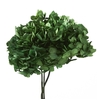 Hydrangea / Hortensia Green HRT/0130