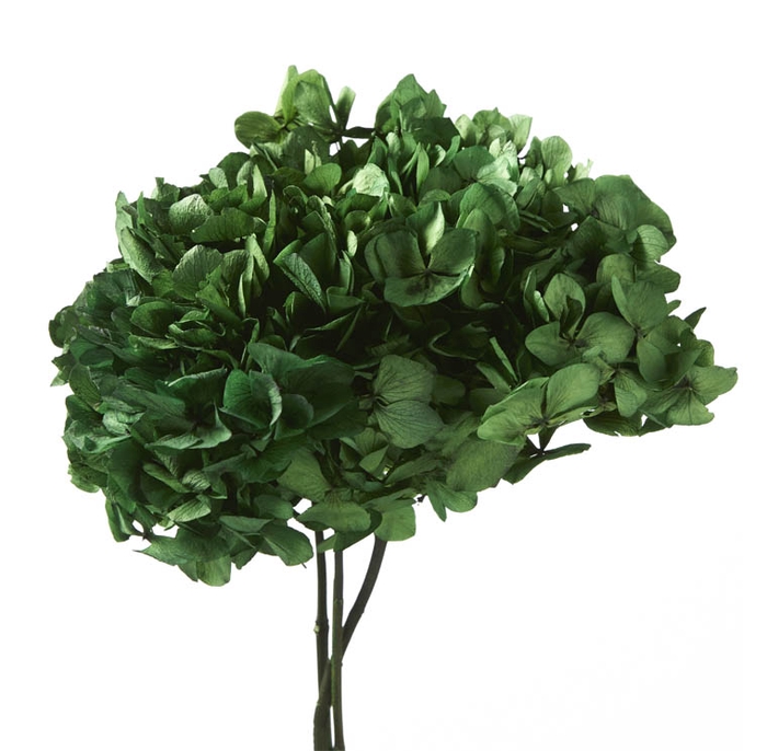 Hydrangea / Hortensia Green HRT/0130